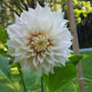 Meet your Posher, Janelle